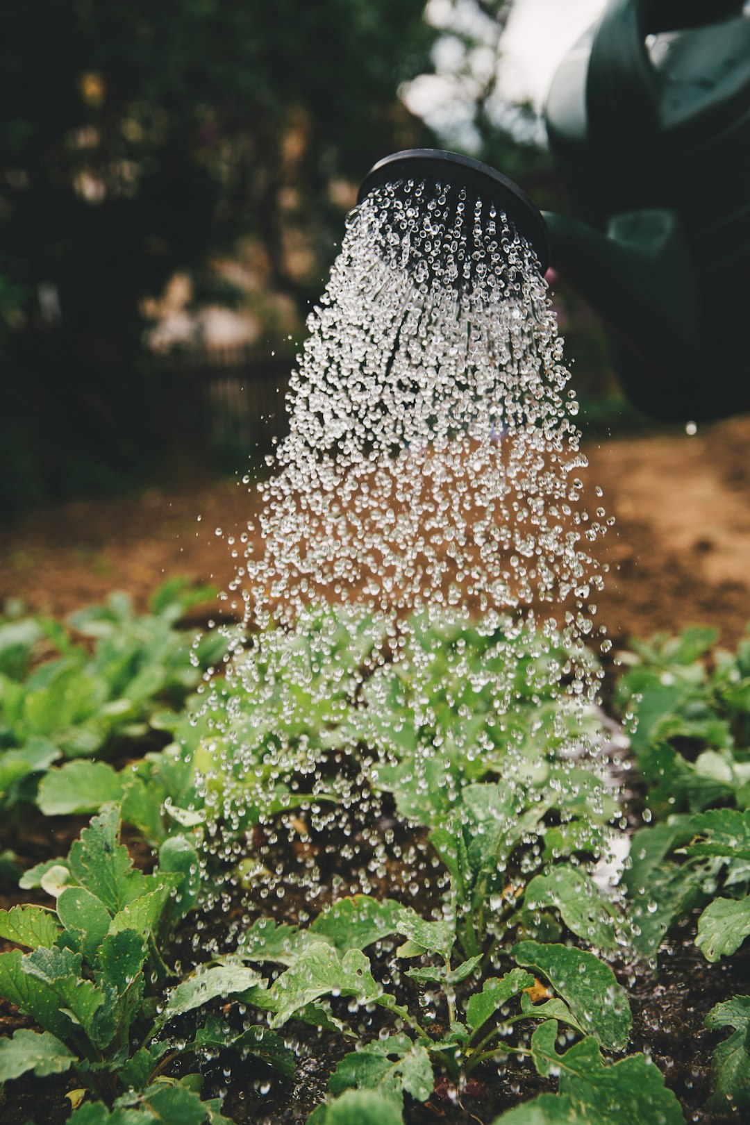 Seasonal garden planning