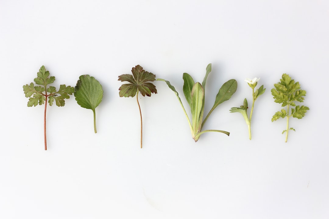 Organic vegetables